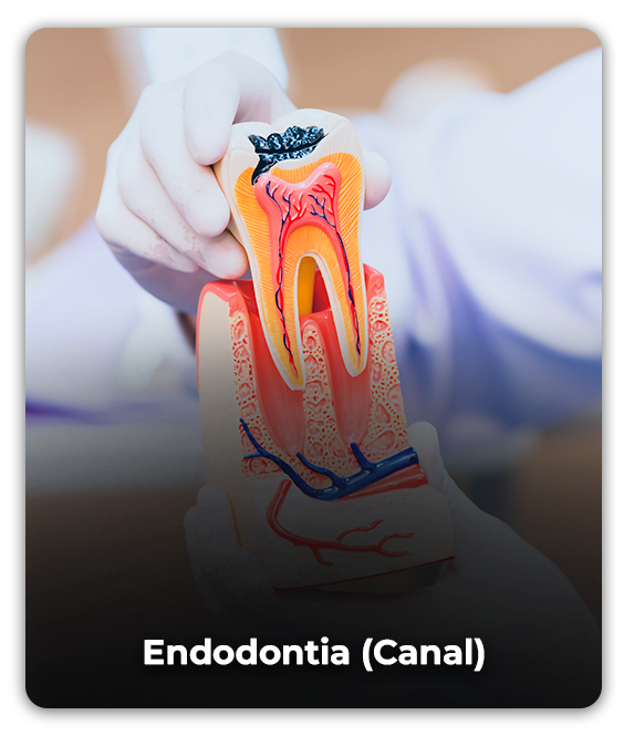 Endodontia